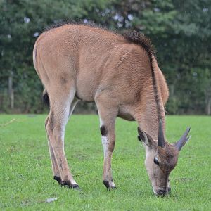 Eland calf in Givskud Zoo