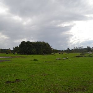 Enclosure for domestic livestock in Givskud Zoo