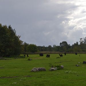 Enclosure for domestic livestock in Givskud Zoo