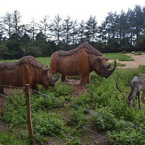 Tilbage til istiden in Givskud Zoo