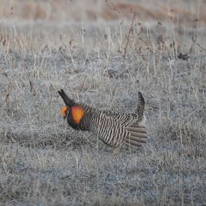 Male Greater Prairie-Chicken (Tympanuchus cupido) displaying