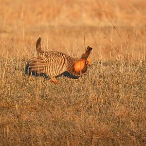 Male Greater Prairie-Chicken (Tympanuchus cupido) displaying