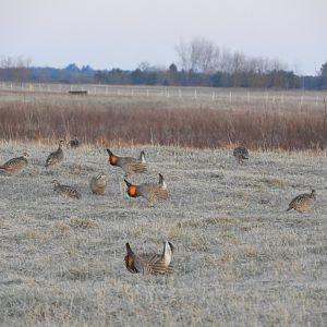 Greater Prairie-Chicken (Tympanuchus cupido) Lek