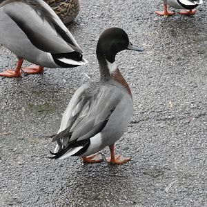 Mallard x Northern Pintail hybrid