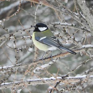 Great Tit (Parus major)