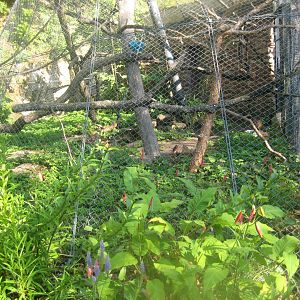 Nürnberg Tiergarten - Lemur exhibit