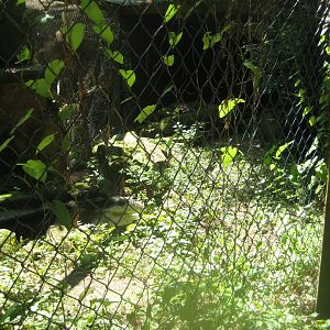 Nürnberg Tiergarten - Snowy owl aviary