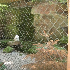 Nürnberg Tiergarten - Snowy owl aviary