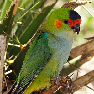 Purple-crowned lorikeet