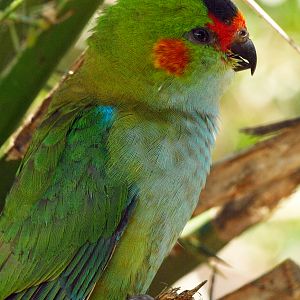 Purple-crowned lorikeet