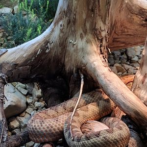 Snake Enclosure Wilhelma 2019