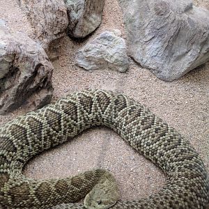 Rattlesnake Wilhelma 2019