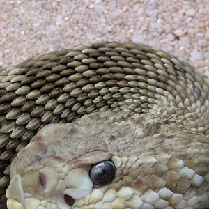 Rattlesnake Closeup