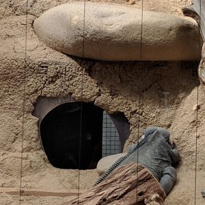 Rhinoceros Iguana Enclosure