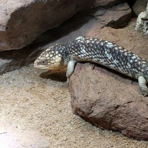 Shingleback Skink on the move
