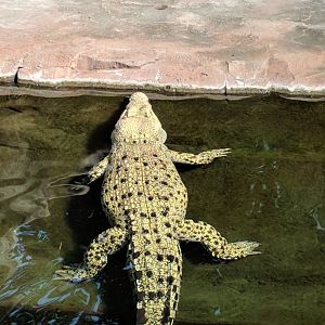 Saltwater Crocodile Tong