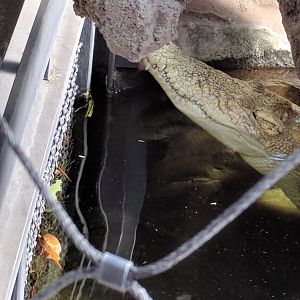 The Head of Tong the Saltwater Crocodile