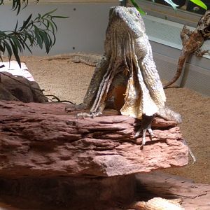 Frilled Lizard