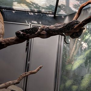 Red Tailed Boa
