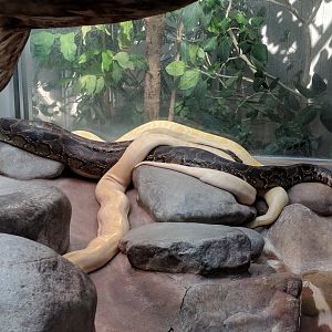 Burmese Python
