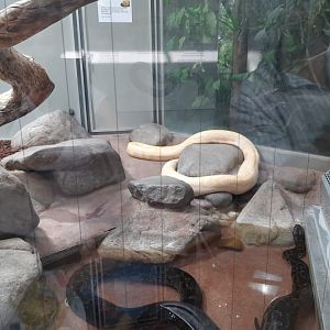 Enclosure Burmese Python