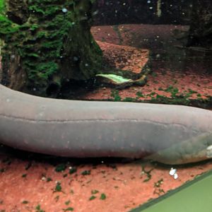 Electric Eel