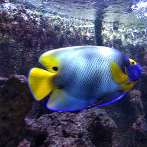 Angelfish