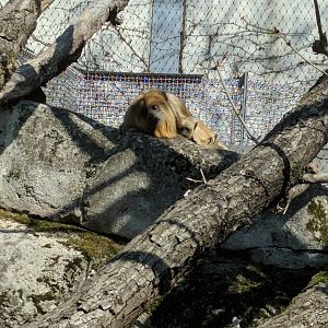 Black Howler Monkey with Baby