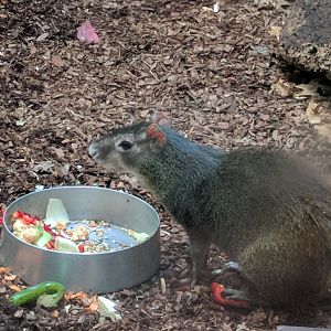 Orange Rumped Agouti