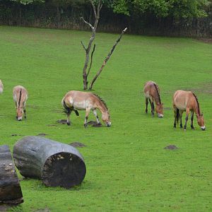 Przewalski's horses in Givskud Zoo