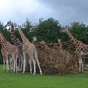 Giraffes in Givskud Zoo