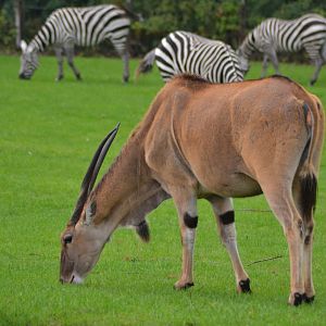 Common eland in Givskud Zoo