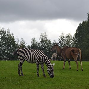 African savannah in Givskud Zoo