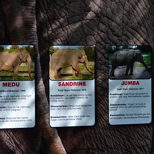 The elephants in Givskud Zoo - Medu, Sandrine and Jumba