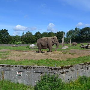 Elephant and blackbuck enclosure in Givskud Zoo