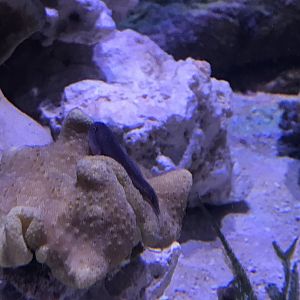 Goby/blenny ID?