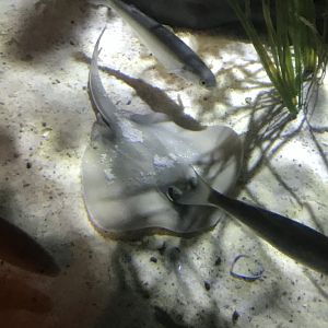 Sparsely Spotted Stingaree