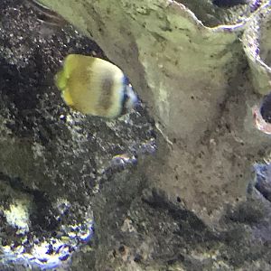Butterflyfish ID?