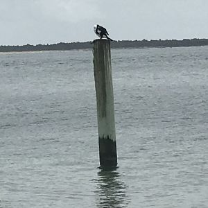 Pied Cormorant