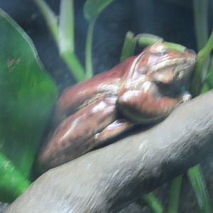 Frog ID?