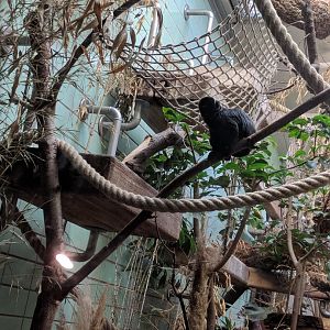 Goeldis Monkey Enclosure