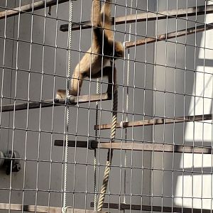 White handed gibbon Enclosure