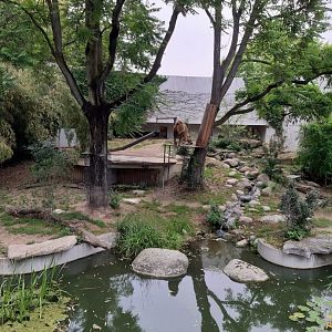 Asian Lion Enclosure