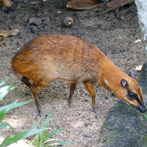 Greater mouse-deer
