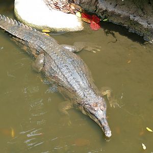 False gharial