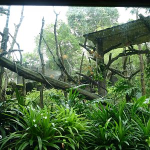 Proboscis monkey enclosure