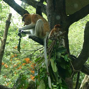 Proboscis monkey (female and youngster)