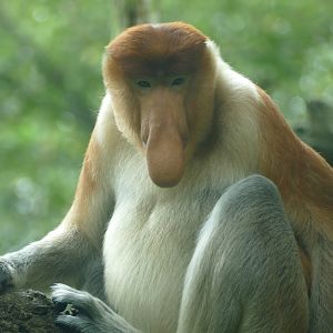 Proboscis monkey (male)