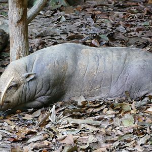 North Sulawesi babirusa