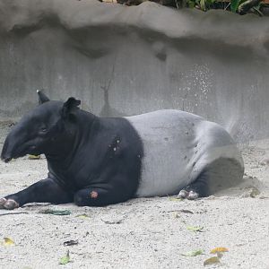Malayan Tapir